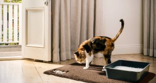 6. BPA Free Premium Cat Litter Mat